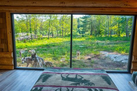 parc omega wolf cabin|parc omega sleep with wolves.